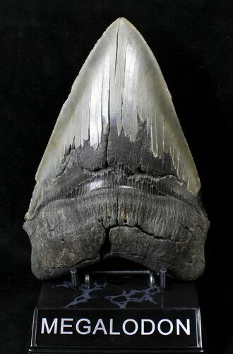 Huge, Serrated Megalodon Tooth - South Carolina #19042
